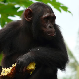 5 Days Rwanda Primate Safari