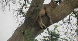 Tree Climbing lions in Queen Elizabeth National Park