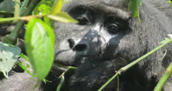 Gorilla Trekking 2 Days Rwanda