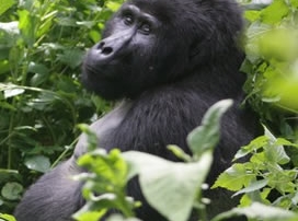 Gorilla Tracking adventure
