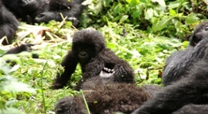 Gorilla Trekkng Rwanda