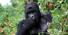 Gorilla Trekking Rules
