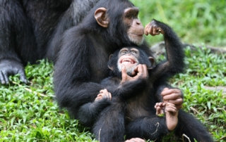 Chimpanzees Tracking in Rwanda