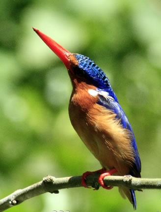 Birding Safaris in Rwanda