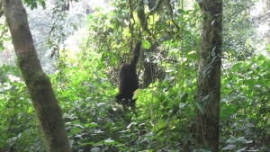 3 Days Rwanda mountain Gorilas