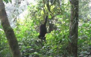 3 Days Rwanda mountain Gorilas