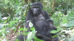 Visit Rwanda Safaris