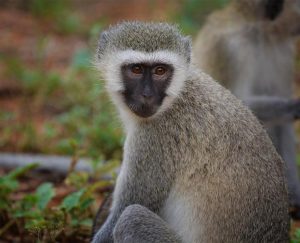 Vervet Monkey Tracking Rwanda