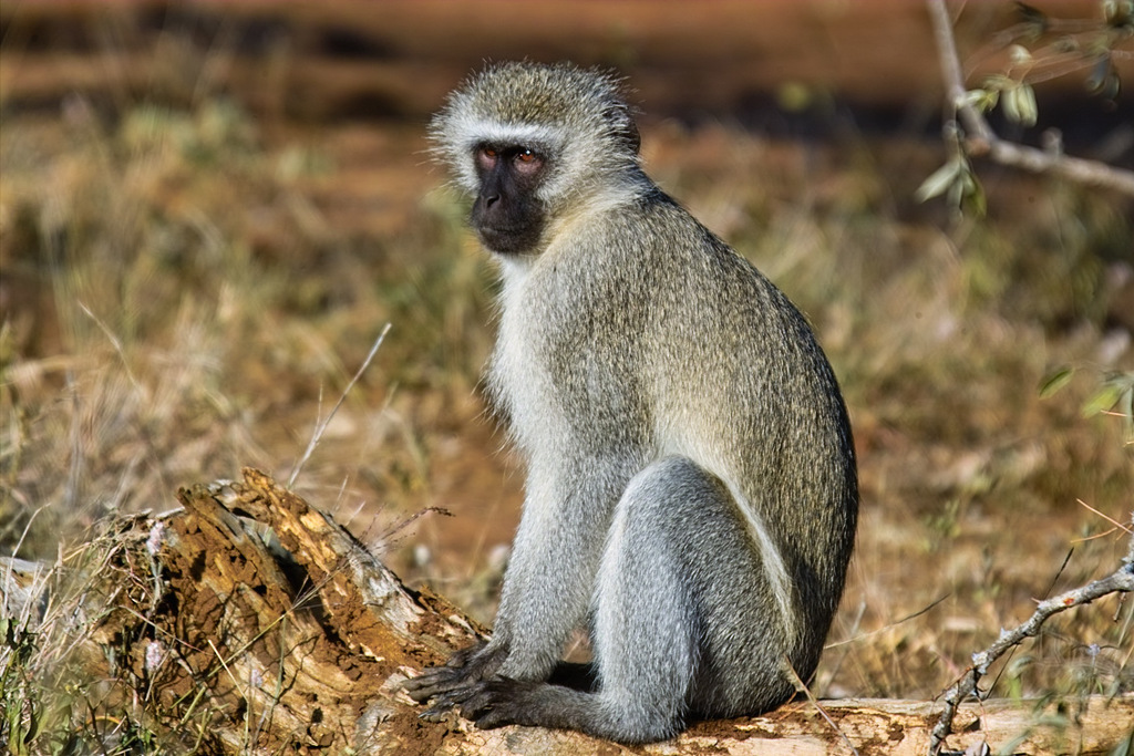 Vervet Monkey in Rwanda