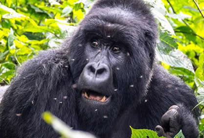 Mountain Gorilla National Parks In East Africa Rwanda Gorilla Trek