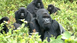 Amahoro Gorilla group