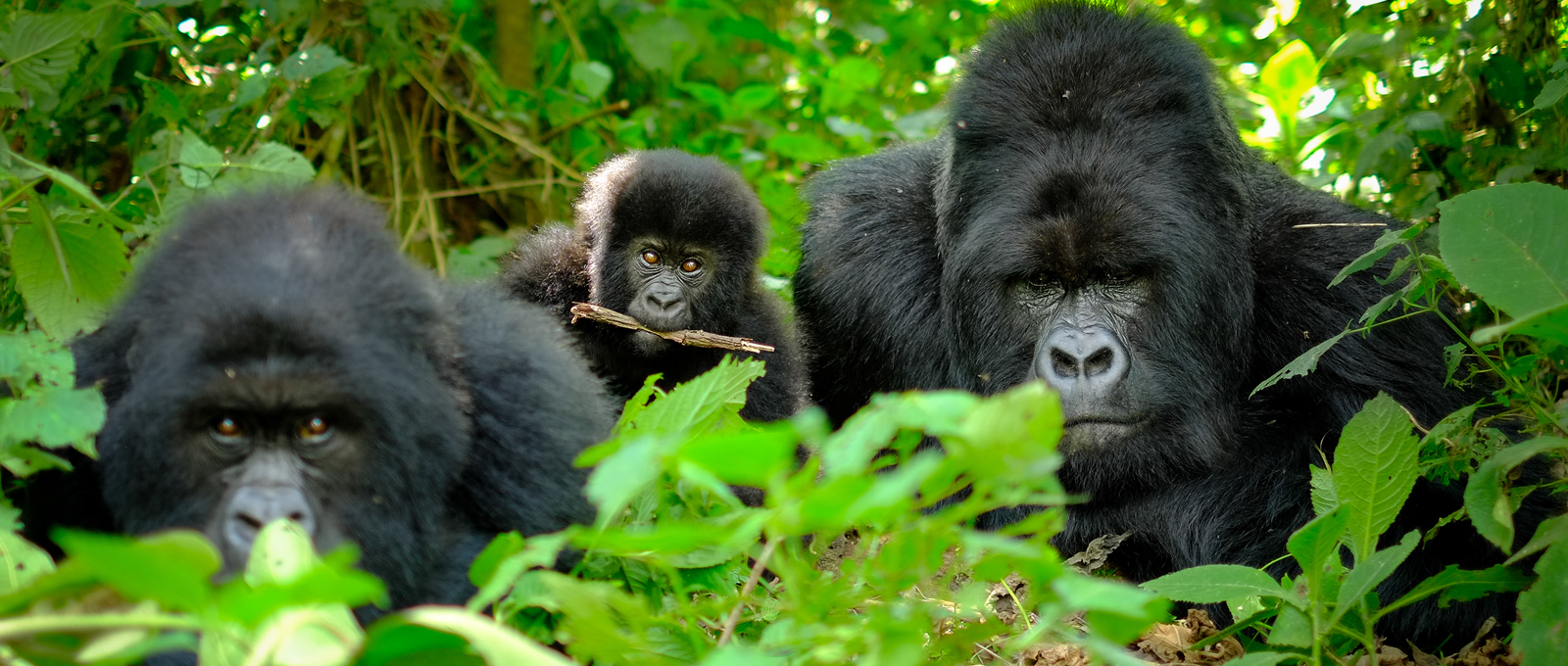 Bweza Gorilla Family- Rushaga