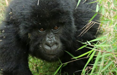 Gorilla Tours in Rwanda