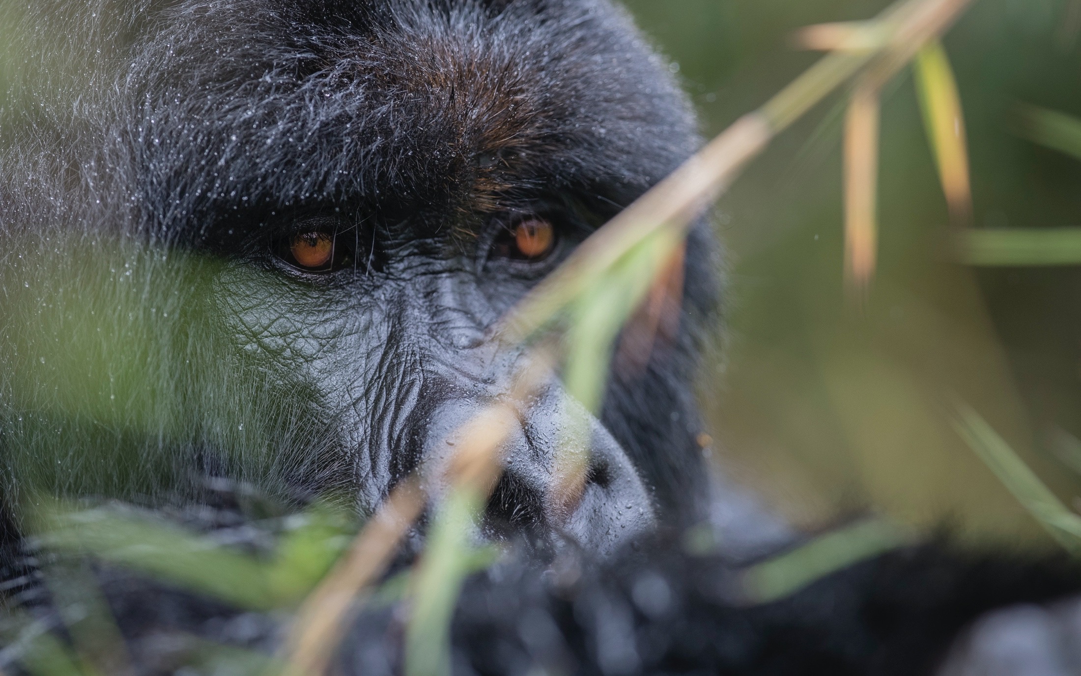 Gorilla Trek in Kwitonda Lodge