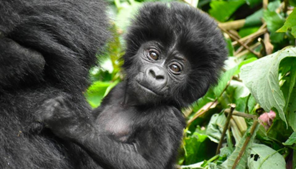 Gorilla Trekking Congo