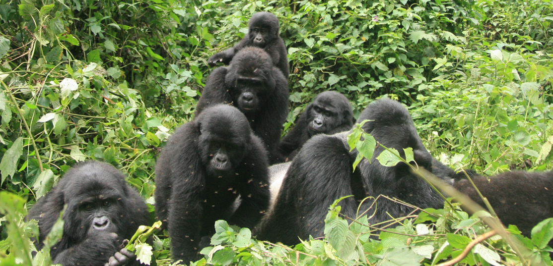 Hirwa Mountain Gorilla Family