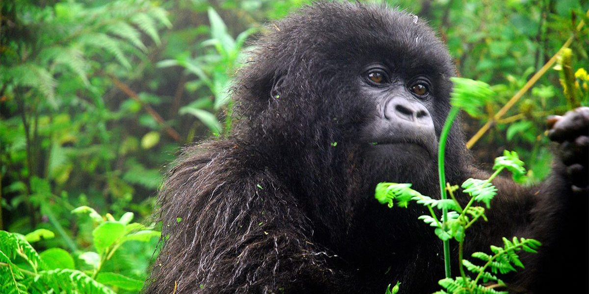 Mubare gorilla family (located in Buhoma)