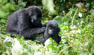 Nshongi Gorilla Family – Rushaga