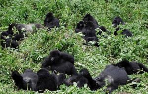 Nyakagezi Gorilla Family – (Mgahinga)