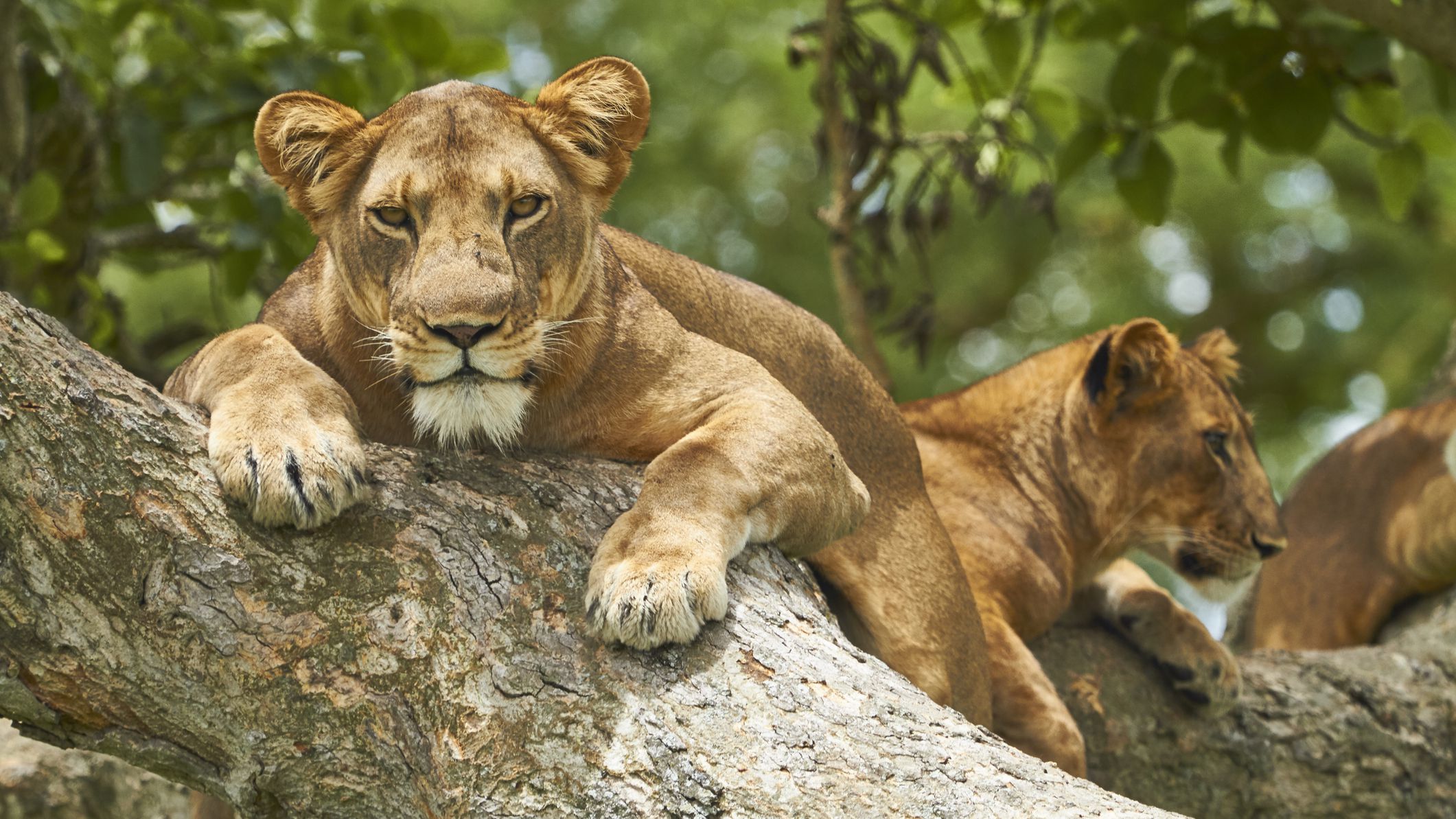 Queen Elizabeth national park - Uganda