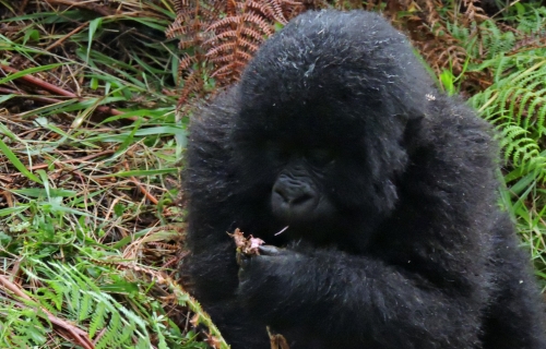 Rwanda Gorilla Tour