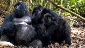 Sabyinyo Mountain Gorilla Family