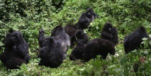 Susa B Mountain Gorilla Family