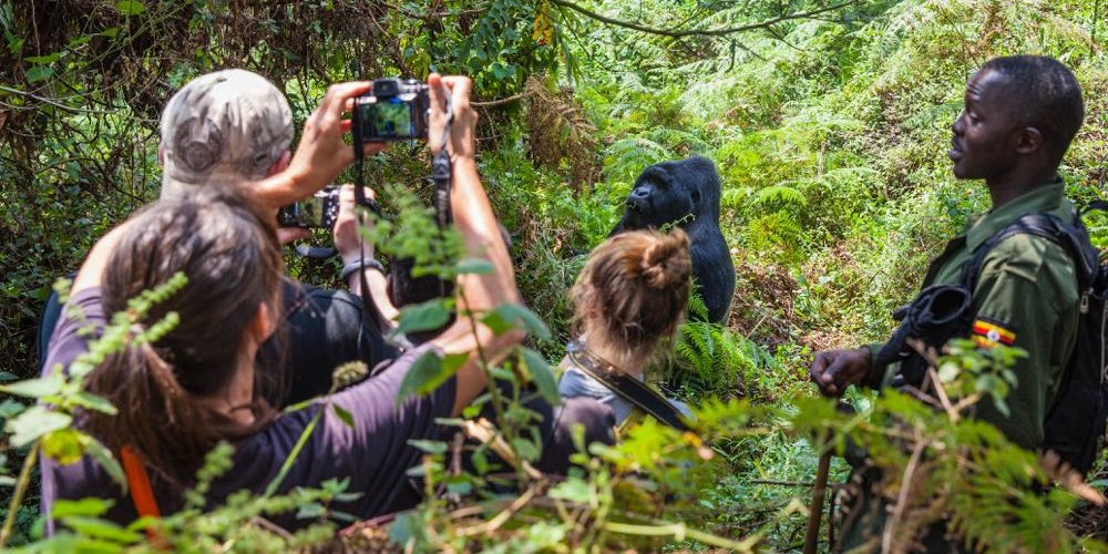 bwindi gorilla trekking