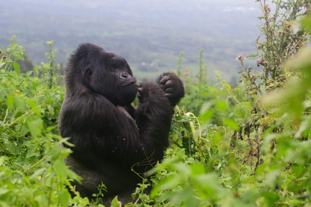 Congo gorilla trekking
