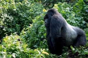 Gorilla trekking Congo