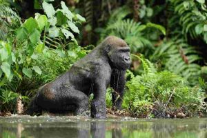 lowland Congo gorilla