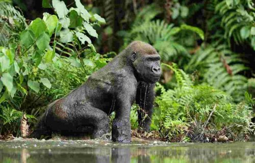 lowland Congo gorilla
