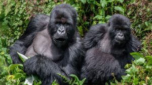 mountain gorillas in Bwindi forest