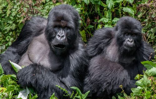 mountain gorillas in Bwindi forest
