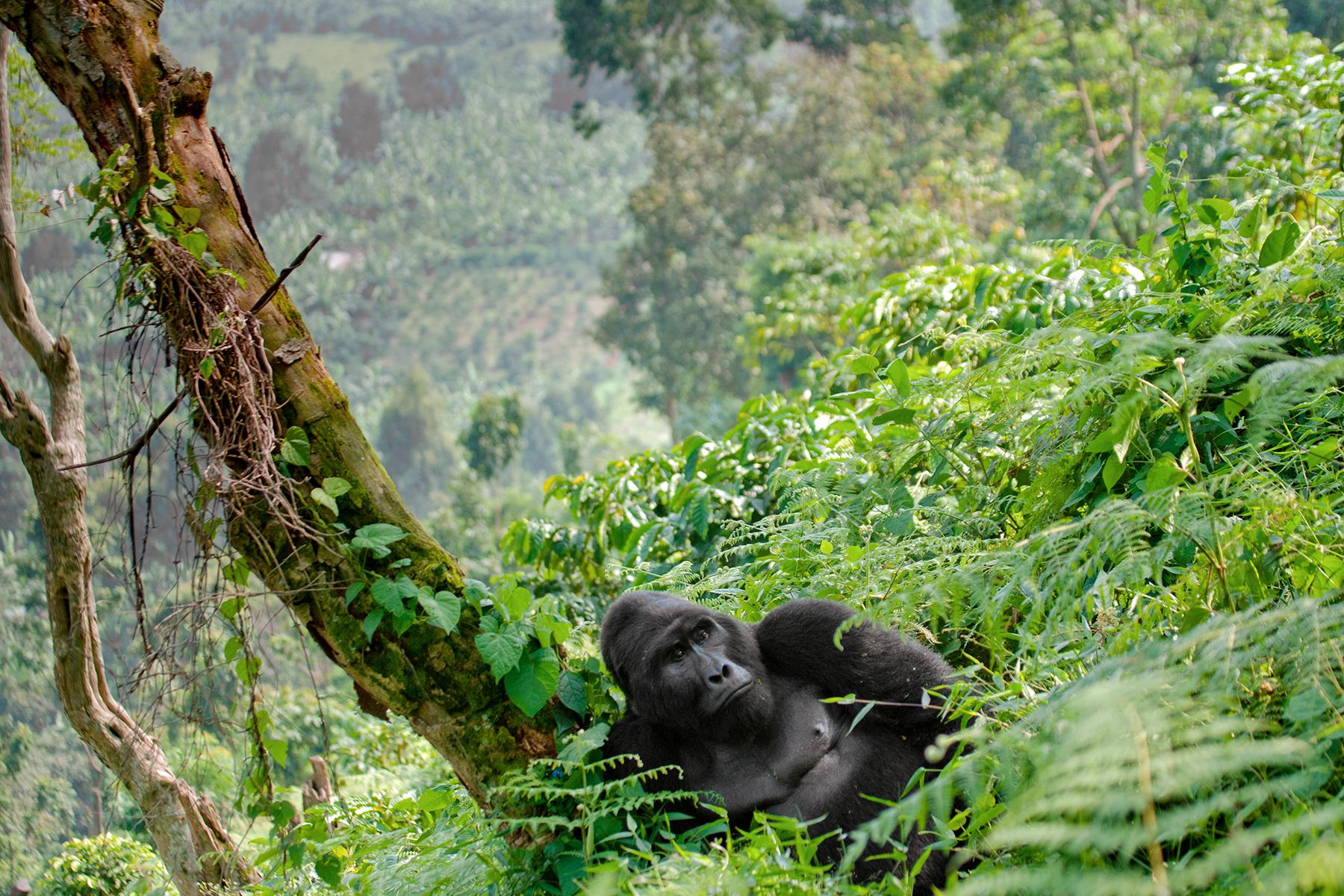 mountain gorillas in Uganda