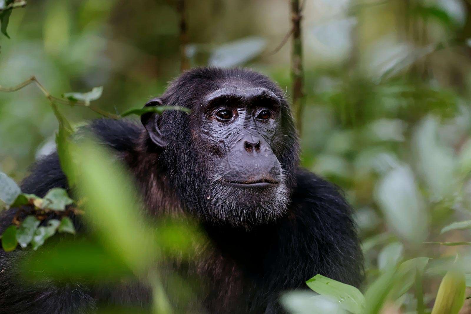 chimpanzee trekking in nyungwe national park