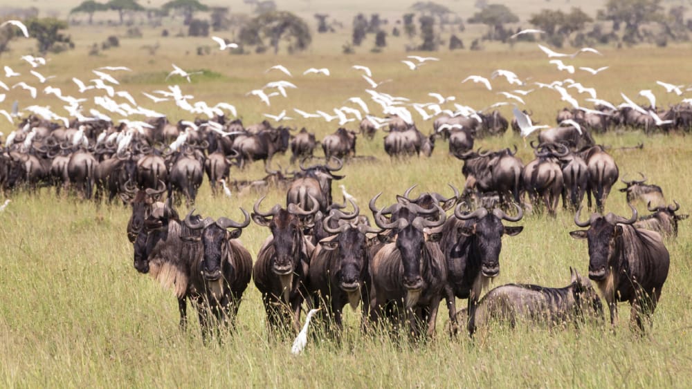 central Serengeti National Park