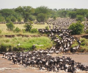 Wildebeest Migration Serengeti