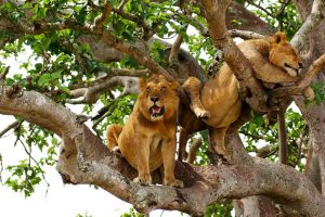 Climbing lions in Uganda