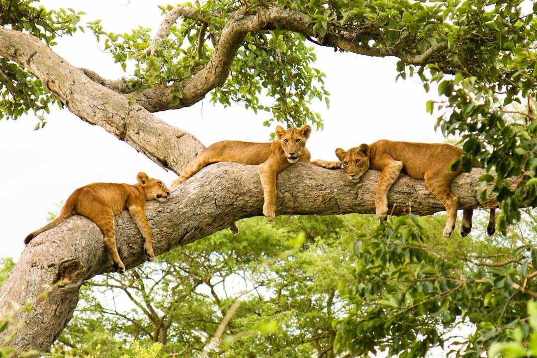 Tree Climbing lions in Uganda