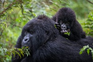 Hiwra gorilla family.