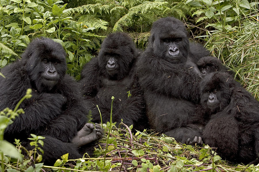 Sabinyo gorilla family.