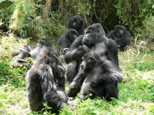 Titus gorilla group