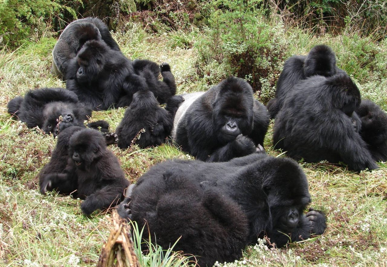 Ugenda gorilla group.