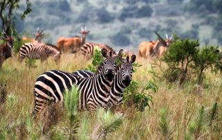 Is December a good time to visit Serengeti