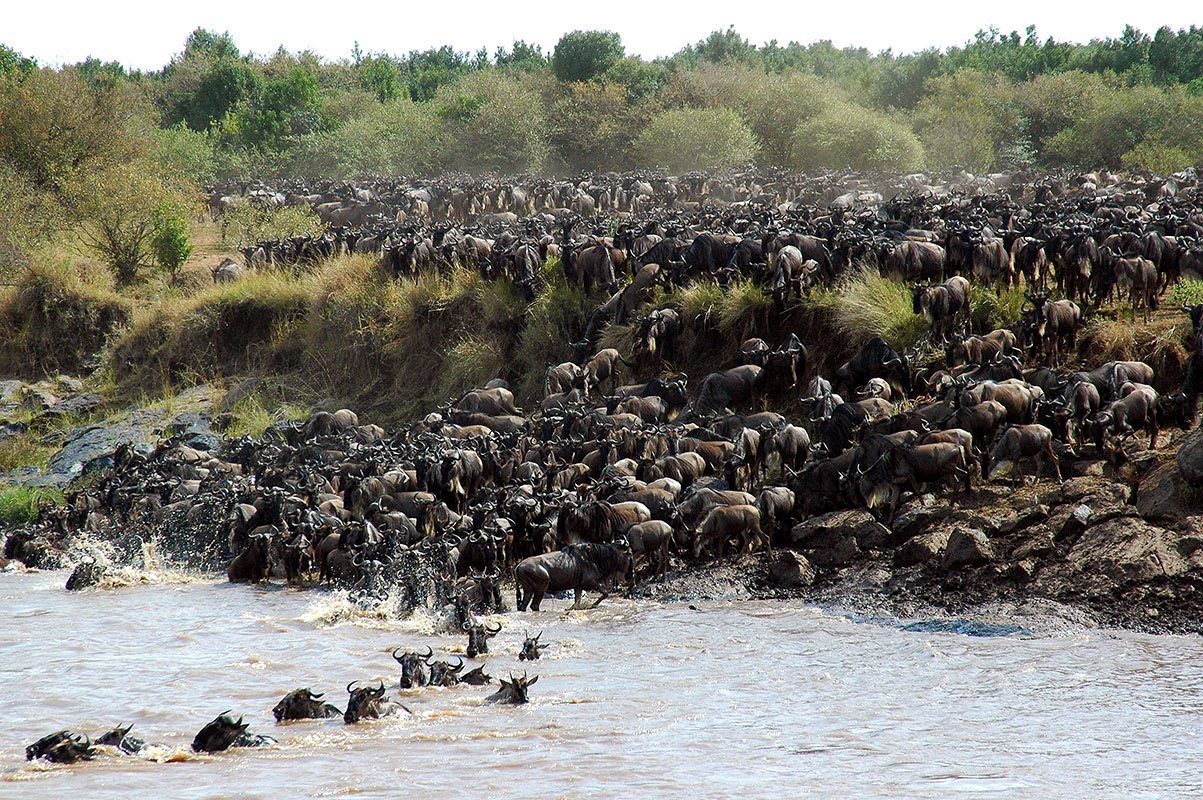 Migration Mara river crossing