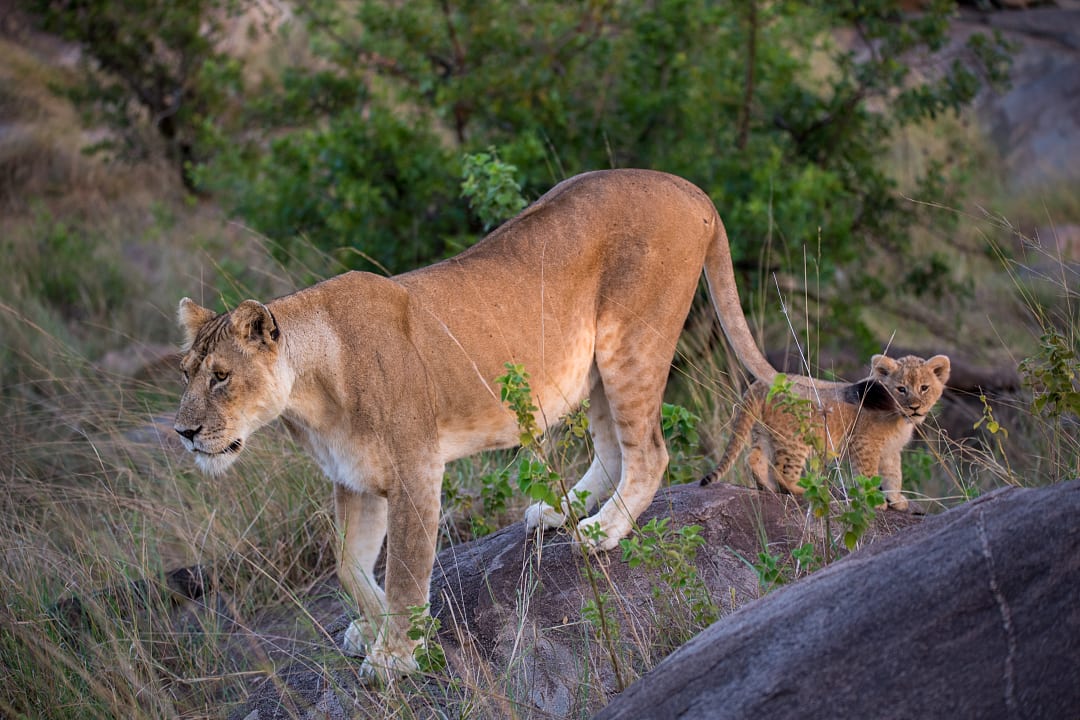 Lions in Serengeti national park