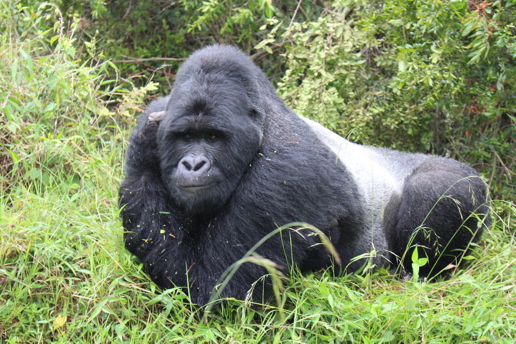 Silverback Gorillas in Volcanoes National Park
