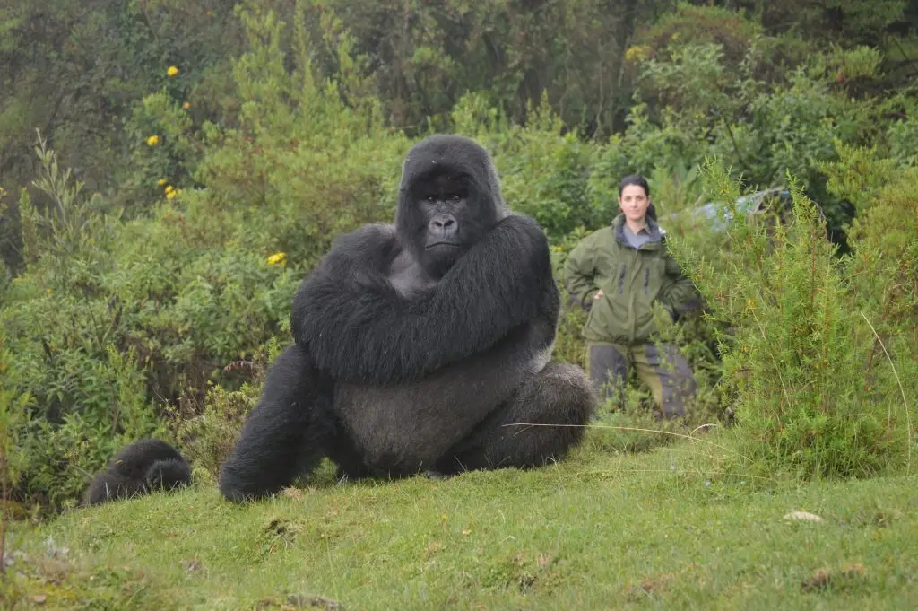5 Days Exclusive flying Double Gorilla Encounter Safari