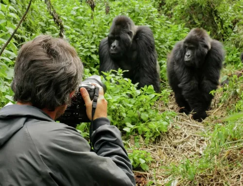 Best time to see gorillas in Rwanda